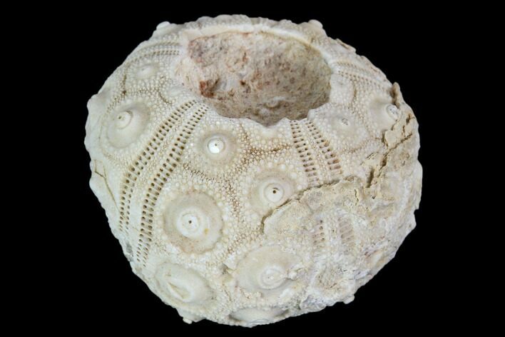 Fossil Sea Urchin (Drocidaris) - Morocco #104507